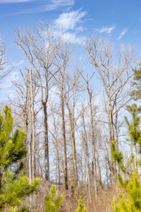 70 Acres Lincoln Parish Timberland for Sale North LA - image 26