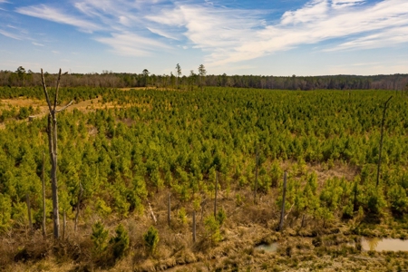 70 Acres Lincoln Parish Timberland for Sale North LA - image 14