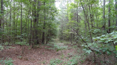 East Texas Land For Sale - image 17