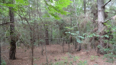 East Texas Land For Sale - image 13