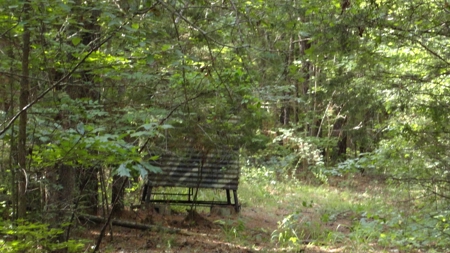 East Texas Land For Sale - image 3