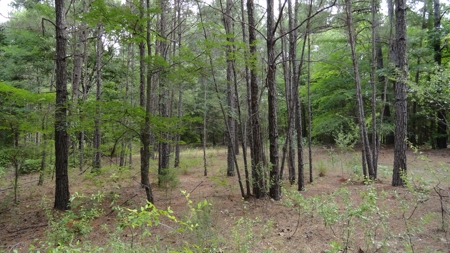 East Texas Land For Sale - image 11