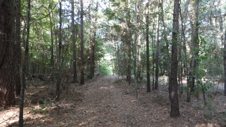 East Texas Land For Sale - image 1