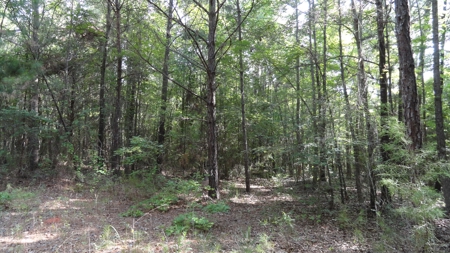 East Texas Land For Sale - image 2