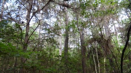 East Texas Land For Sale - image 10