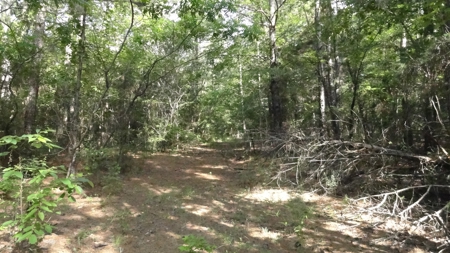 East Texas Land For Sale - image 5