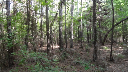 East Texas Land For Sale - image 6