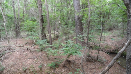 East Texas Land For Sale - image 14