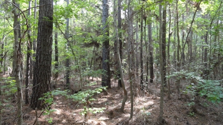 East Texas Land For Sale - image 9
