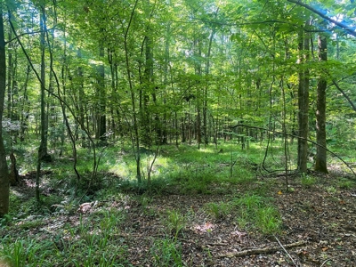 156 Acres Hunting Land for Sale in Wilkinson County, MS - image 8