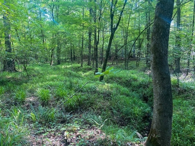 156 Acres Hunting Land for Sale in Wilkinson County, MS - image 7