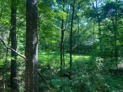 156 Acres Hunting Land for Sale in Wilkinson County, MS - image 18
