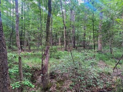 156 Acres Hunting Land for Sale in Wilkinson County, MS - image 43