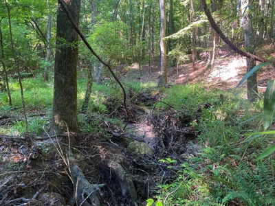 156 Acres Hunting Land for Sale in Wilkinson County, MS - image 26
