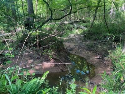 156 Acres Hunting Land for Sale in Wilkinson County, MS - image 42