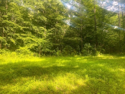 156 Acres Hunting Land for Sale in Wilkinson County, MS - image 4
