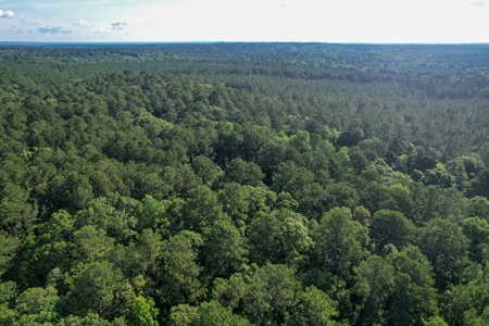 156 Acres Hunting Land for Sale in Wilkinson County, MS - image 34