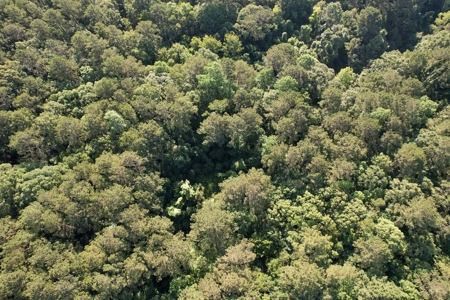 156 Acres Hunting Land for Sale in Wilkinson County, MS - image 40