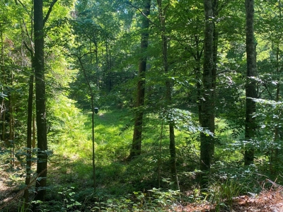 156 Acres Hunting Land for Sale in Wilkinson County, MS - image 16