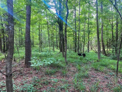 156 Acres Hunting Land for Sale in Wilkinson County, MS - image 45