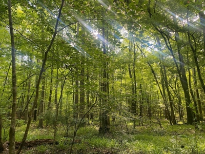 156 Acres Hunting Land for Sale in Wilkinson County, MS - image 6