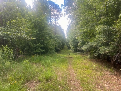 156 Acres Hunting Land for Sale in Wilkinson County, MS - image 3