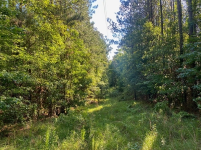156 Acres Hunting Land for Sale in Wilkinson County, MS - image 29