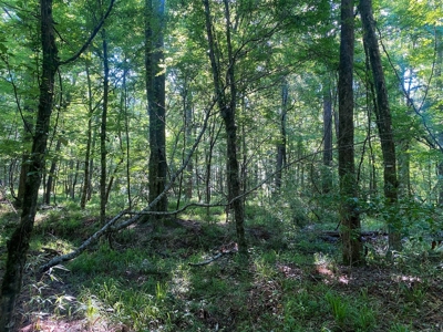 156 Acres Hunting Land for Sale in Wilkinson County, MS - image 27