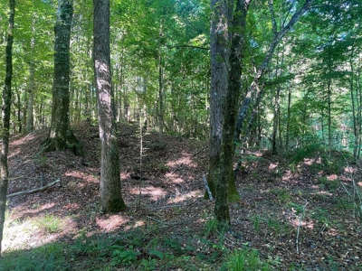 156 Acres Hunting Land for Sale in Wilkinson County, MS - image 24