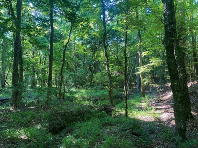 156 Acres Hunting Land for Sale in Wilkinson County, MS - image 28