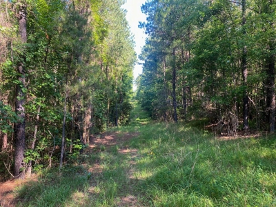 156 Acres Hunting Land for Sale in Wilkinson County, MS - image 19