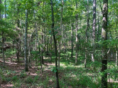 156 Acres Hunting Land for Sale in Wilkinson County, MS - image 12