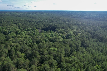 156 Acres Hunting Land for Sale in Wilkinson County, MS - image 32