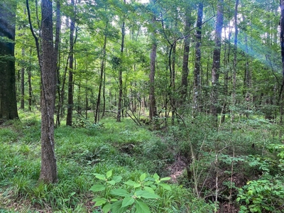 156 Acres Hunting Land for Sale in Wilkinson County, MS - image 44