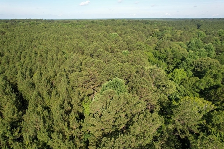 156 Acres Hunting Land for Sale in Wilkinson County, MS - image 35