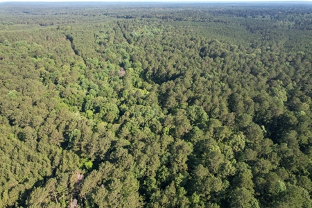 156 Acres Hunting Land for Sale in Wilkinson County, MS - image 2