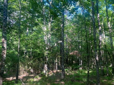 156 Acres Hunting Land for Sale in Wilkinson County, MS - image 10