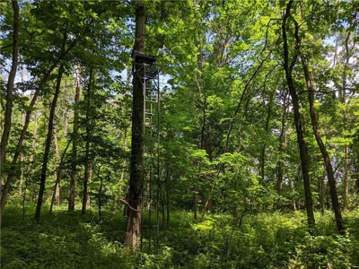 Land Auction, Adair County, MO near Kirksville - image 9