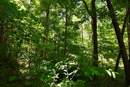 Indiana Country Home, Horse Farm For Sale - image 35