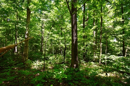 Indiana Country Home, Horse Farm For Sale - image 37