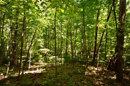 Indiana Country Home, Horse Farm For Sale - image 40