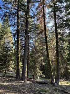 Contingent parcels trees recreational flat land - image 1