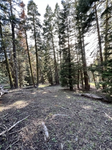 Contingent parcels trees recreational flat land - image 8