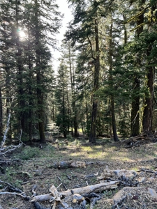 Contingent parcels trees recreational flat land - image 7