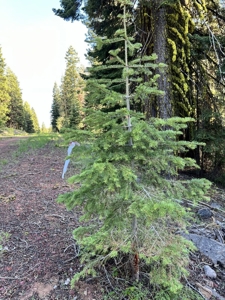 Contingent parcels trees recreational flat land - image 5