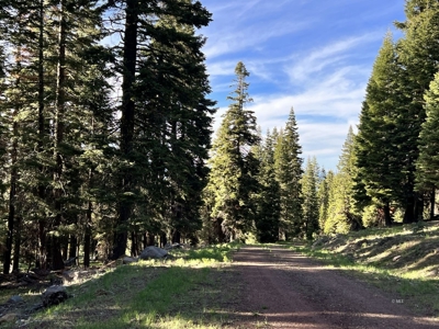 Contingent parcels trees recreational flat land - image 3