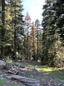 Contingent parcels trees recreational flat land - image 4