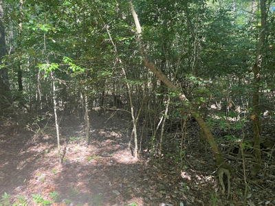 Pine /Hardwood Timber Land Parcel for Sale in Bluff City, AR - image 4
