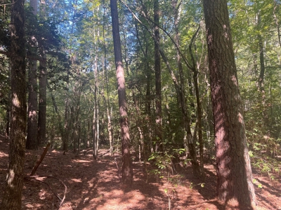 Pine /Hardwood Timber Land Parcel for Sale in Bluff City, AR - image 2