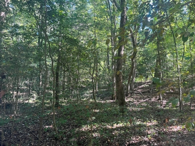 Pine /Hardwood Timber Land Parcel for Sale in Bluff City, AR - image 3
